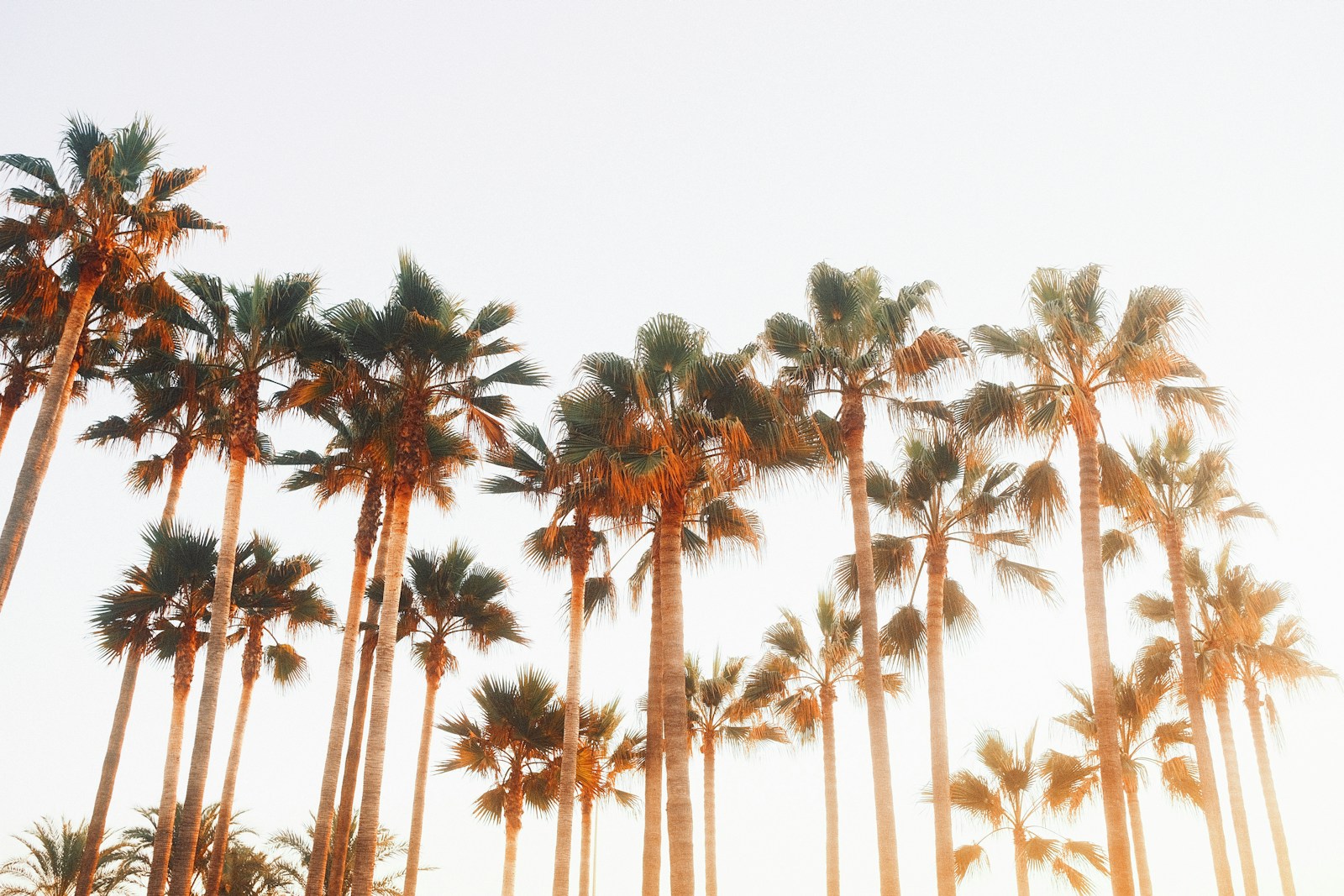 A row of palm trees with a sky background